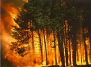 Picture for category Bush Fire Fighting Sprinklers
